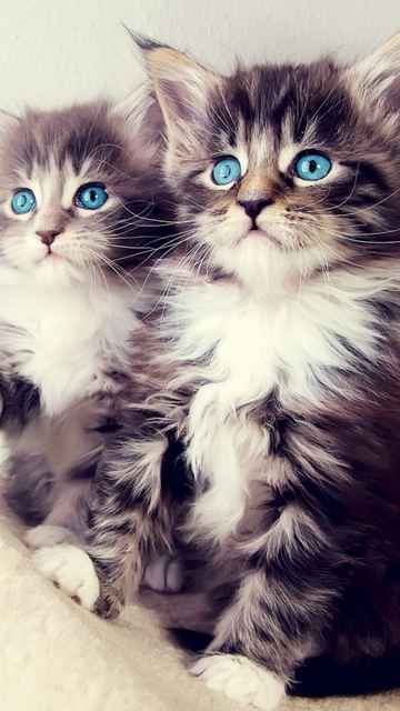 1882 Cute Kittens 2